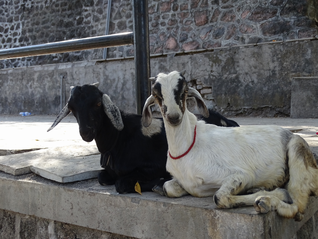Goats hanging out at Parvati Hill