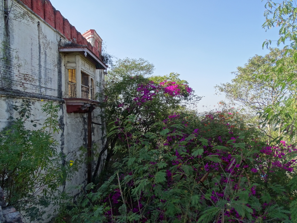 Pretty purple flowers atop Parvati Hill