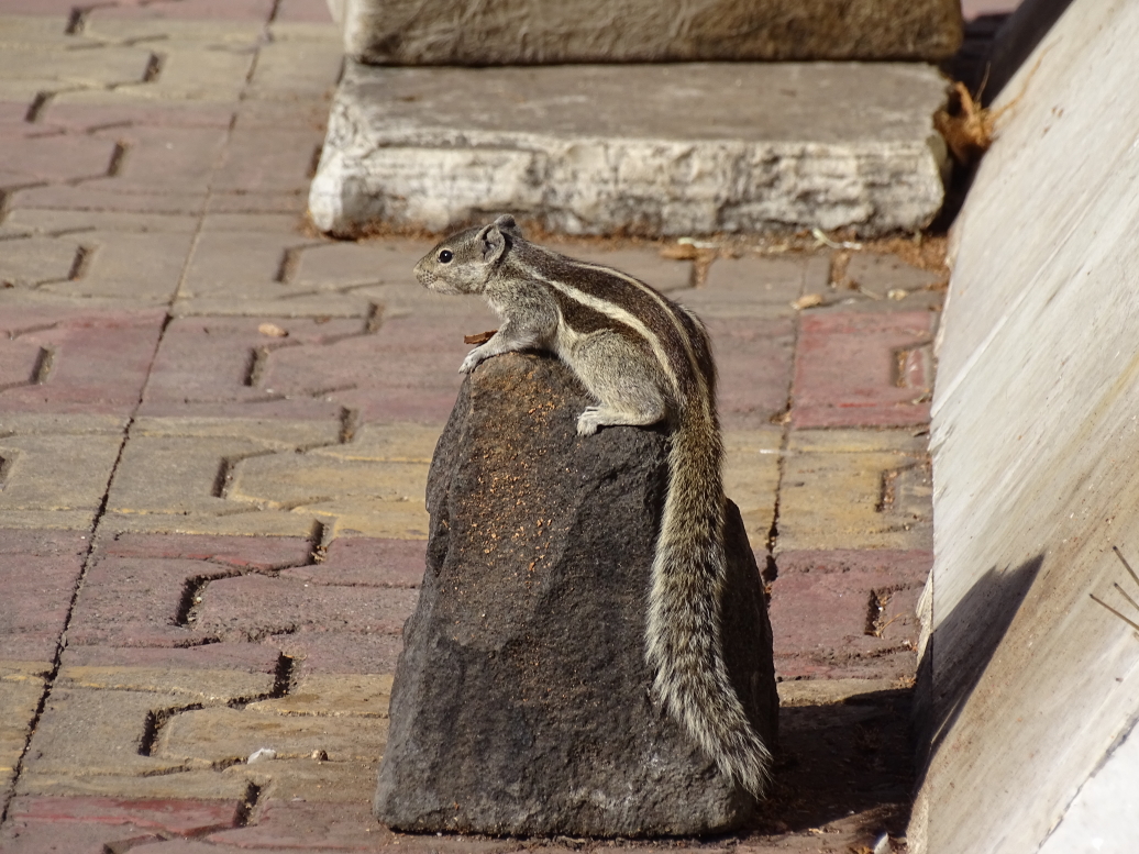 Chipmunk at Parvati Hill