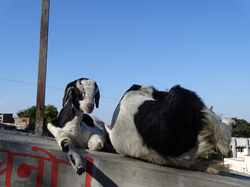 Yet more goats, as goats are AWESOME!