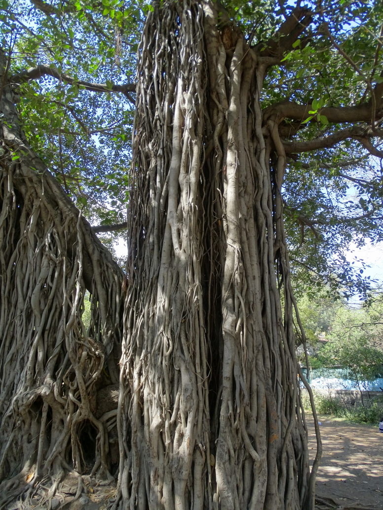Old banyan tree near Pataleshwar Cave