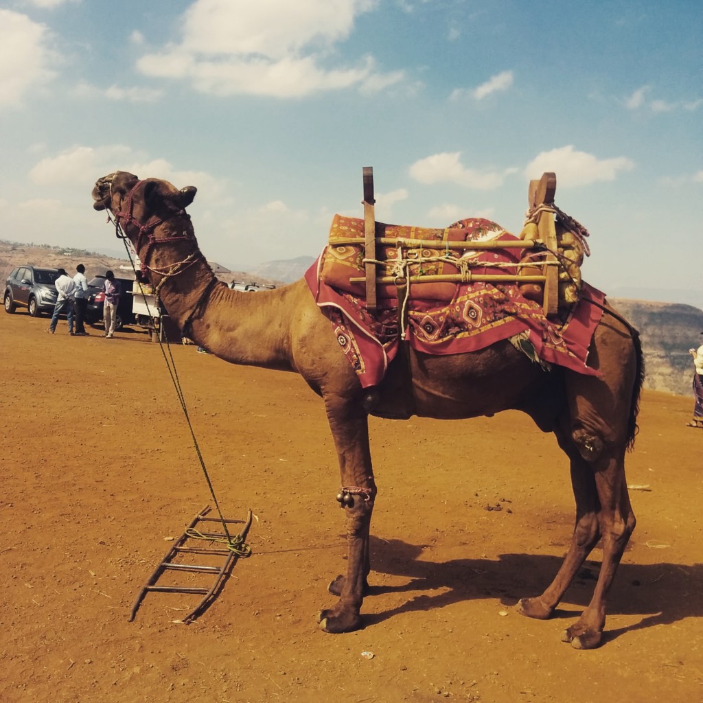 Camel at Harrison's Folly, photo by Anshul