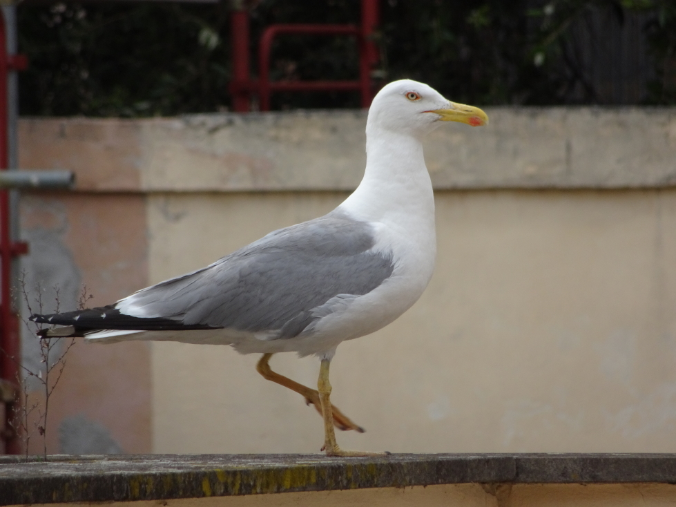 Seagulls are seen flying all over Rome
