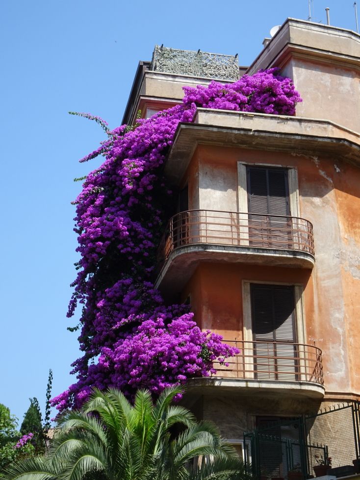 House covered by a gorgeous purple flowering vine