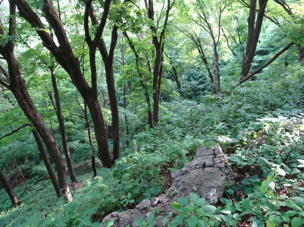 Woods typical for the bluffs of the Mississippi